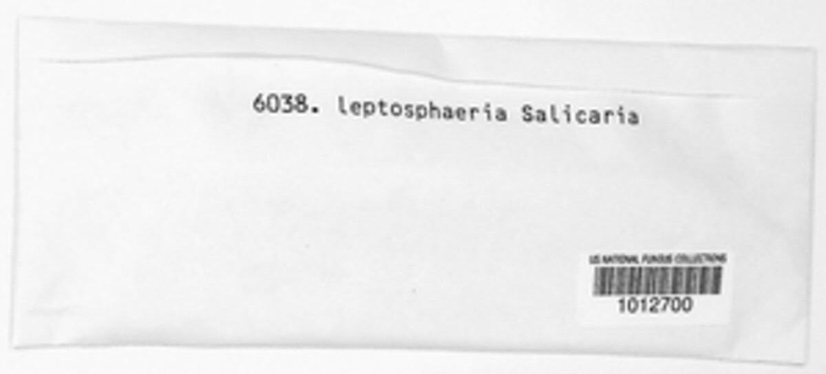 Leptosphaeria salicaria image